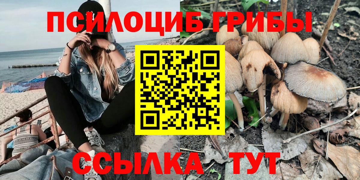 Псилоцибиновые грибы Cubensis Шахты